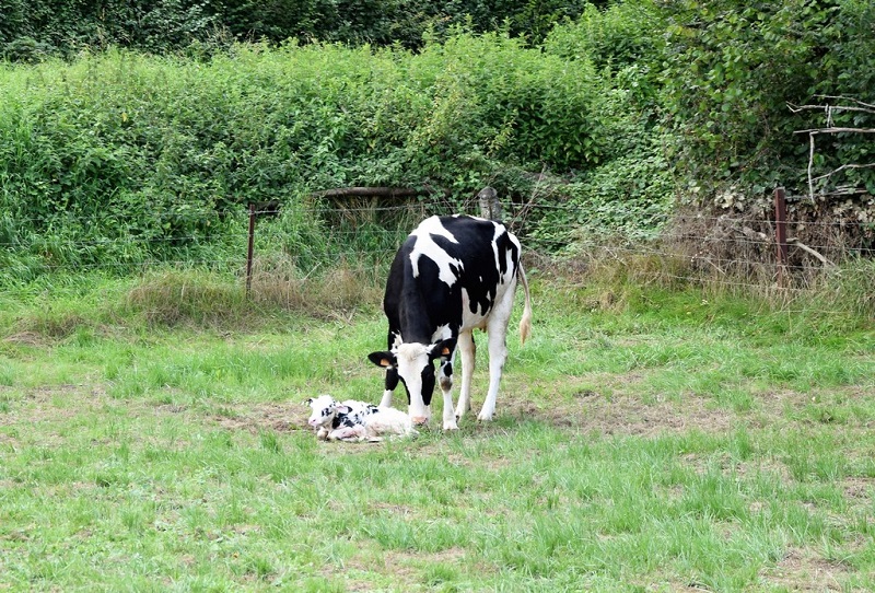 Nos vaches au paturage
